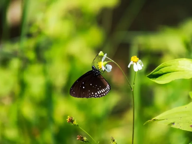 Butterfly on plant biodiversity