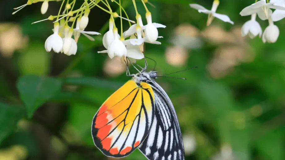 Butterfly on plant