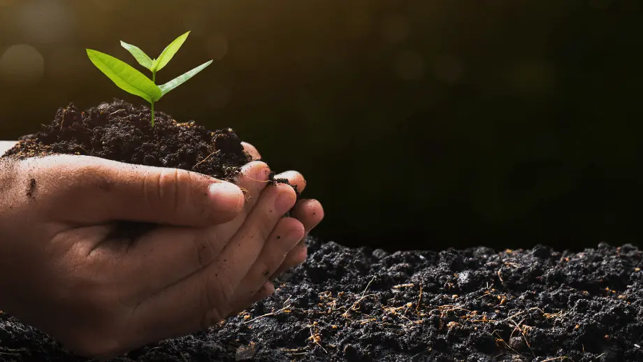 Crop in hands