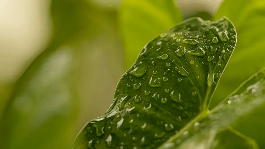 Leaf with droplets