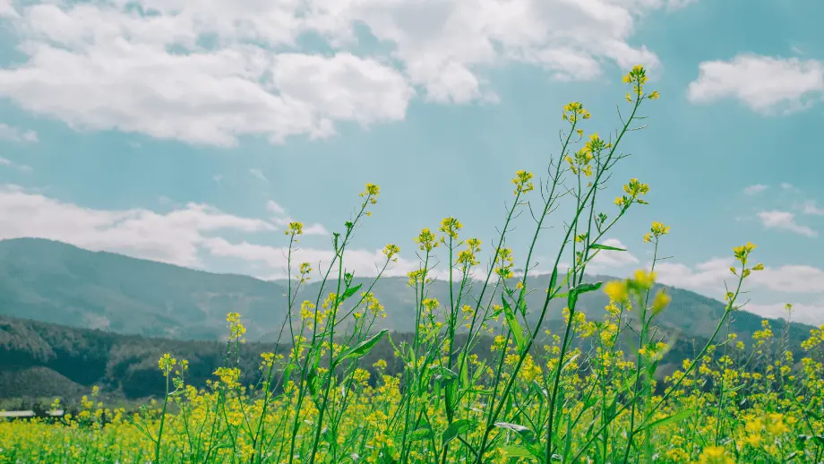 Flowers in front of mountains