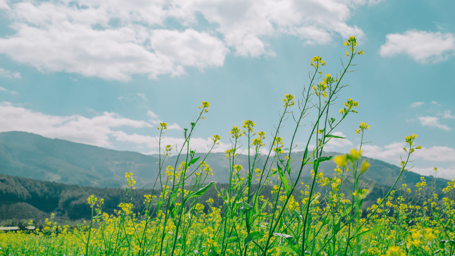 yellow flowers with tall thin stems in foreground, hills in background with pale blue sky above