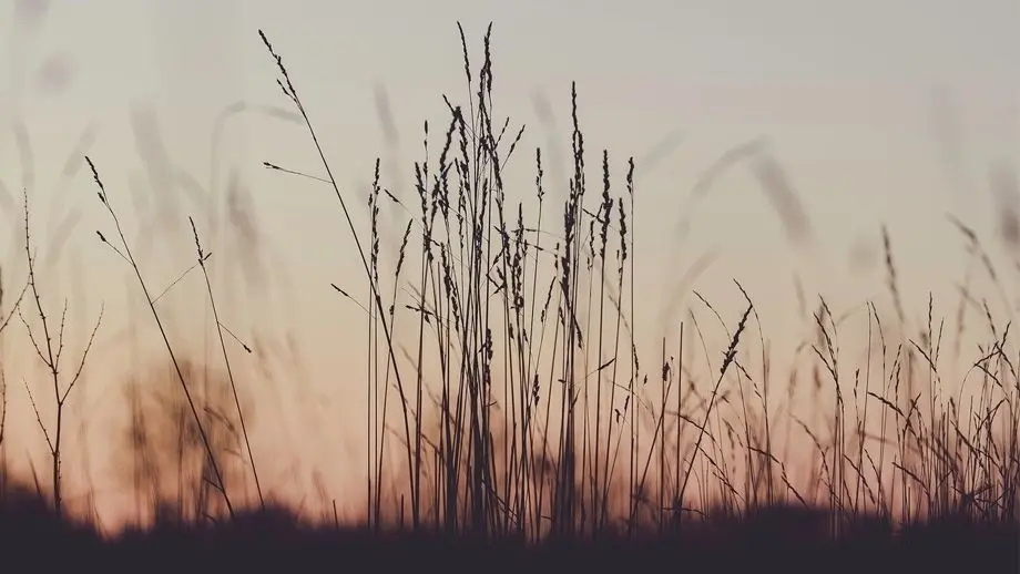 Grass in front of sunset