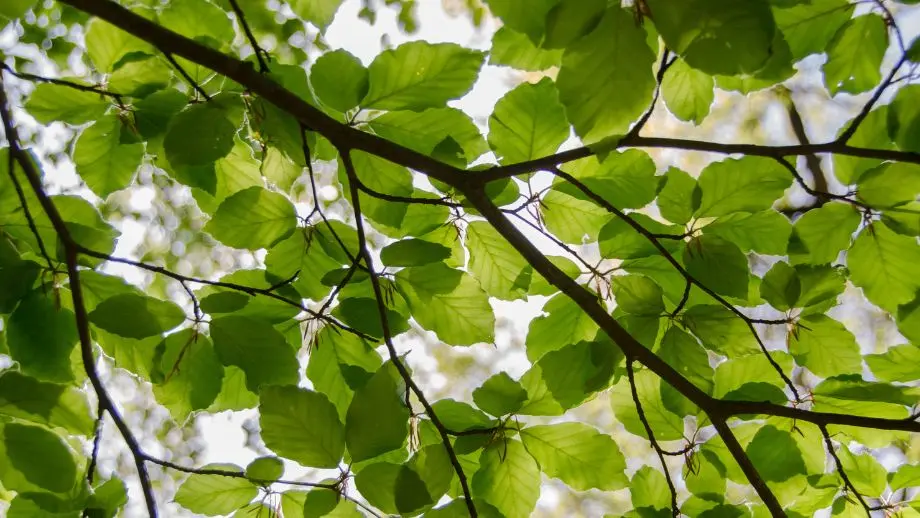 Green leafed tree