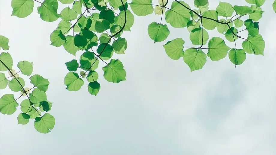 Green leaves