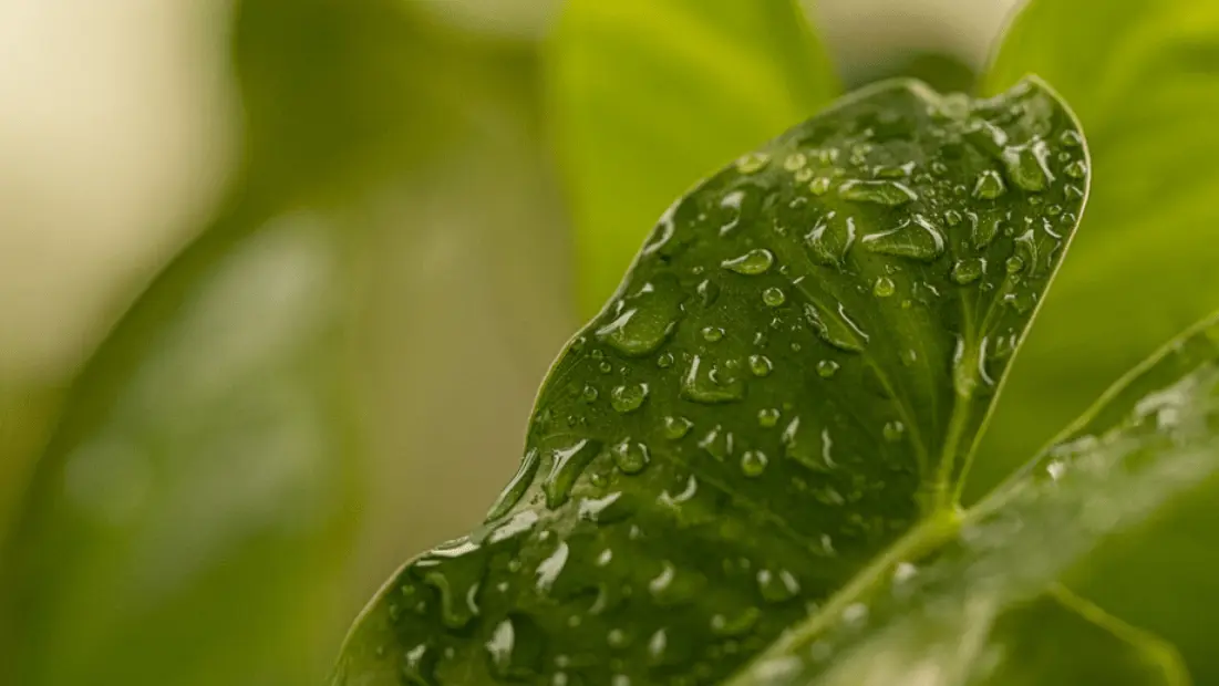 Leaf with raindrops on