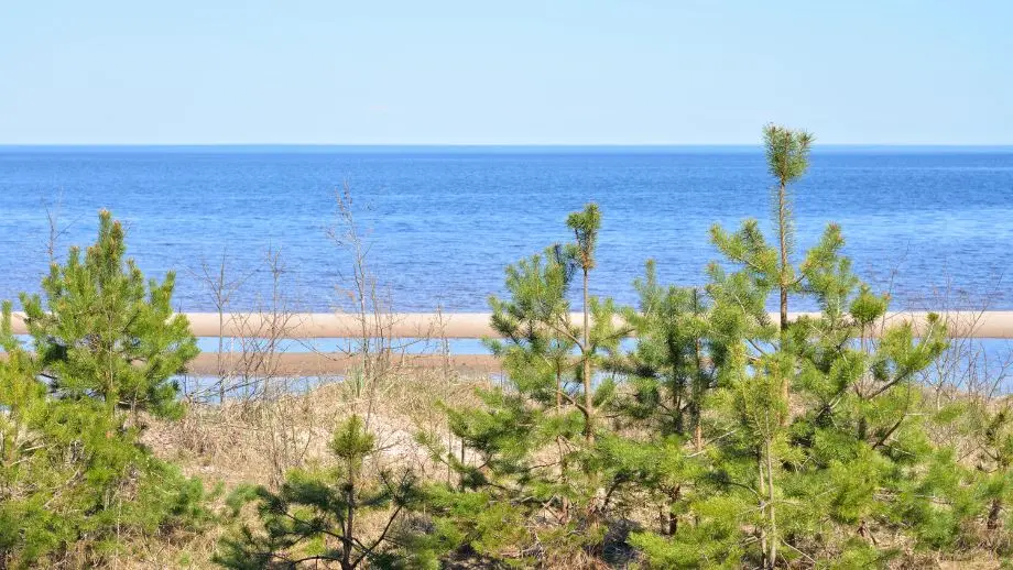 Pine trees on dunes