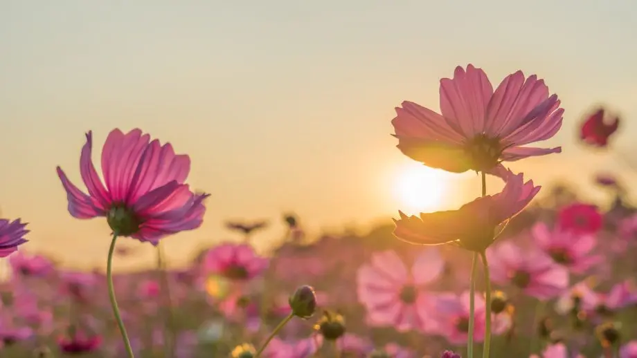 Pink flowers