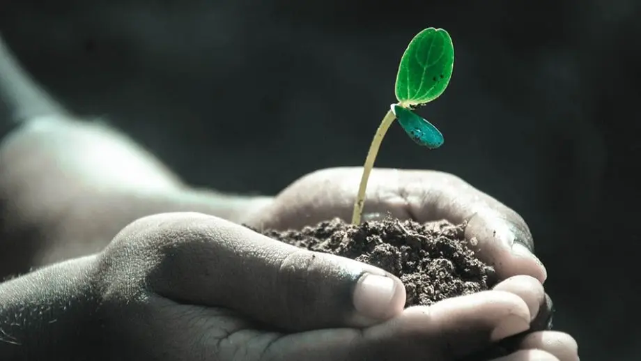 Plant growth in hands