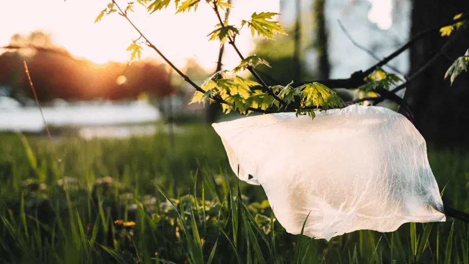 Plastic bag in tree