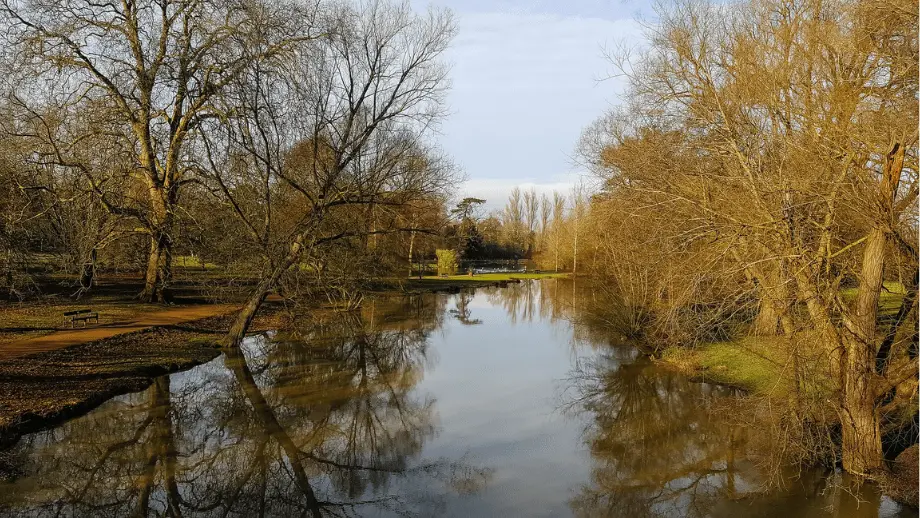 River and trees