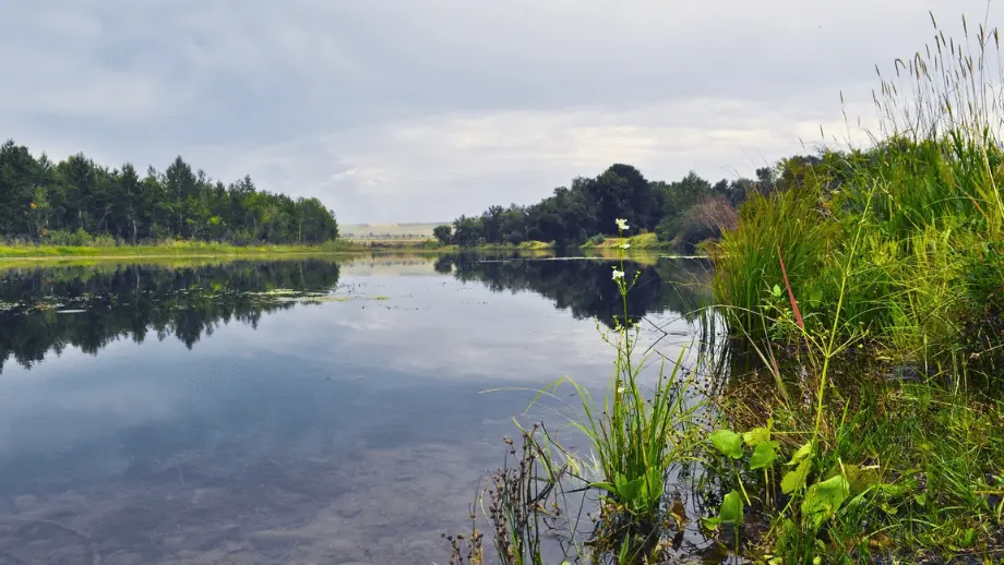 River plants