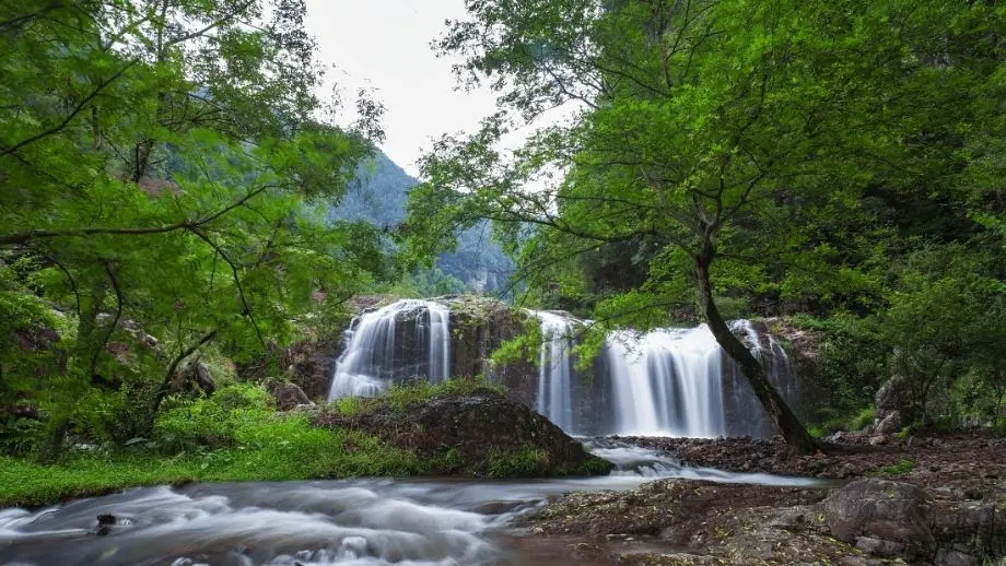 River with trees