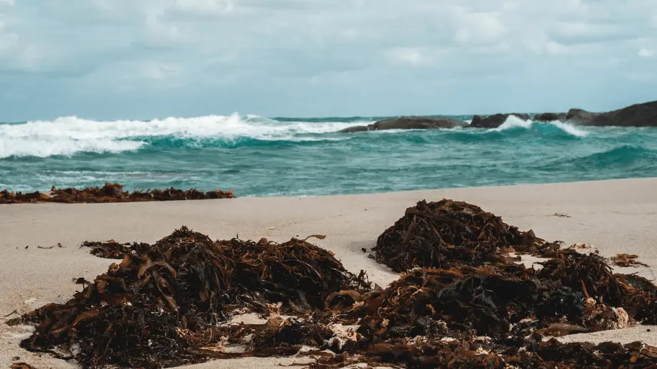 Seaweed on beach