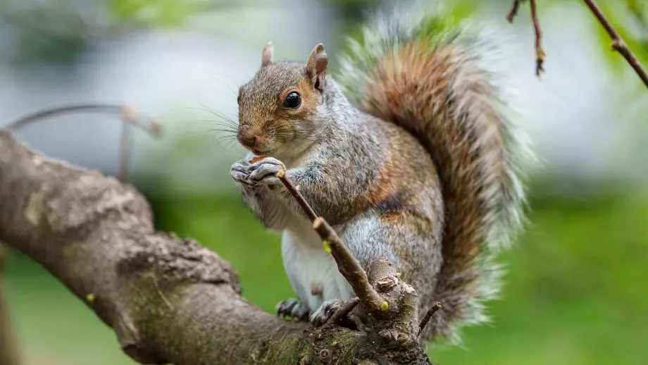 Squirrel