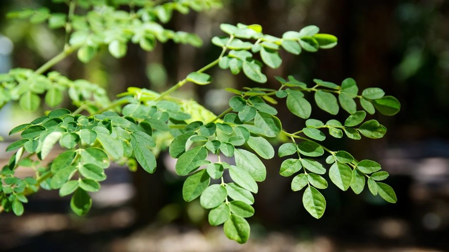 Tree branch