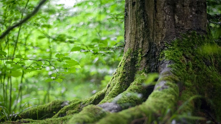 Tree trunk