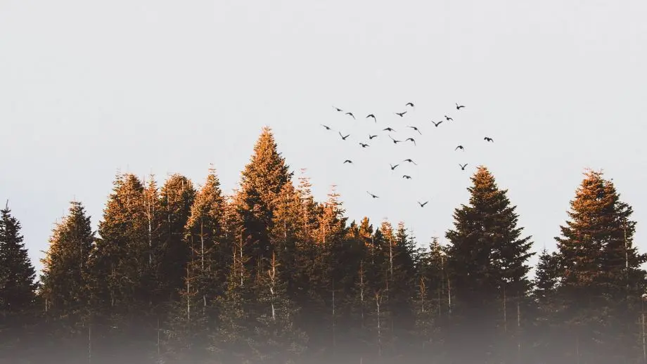 Trees and birds