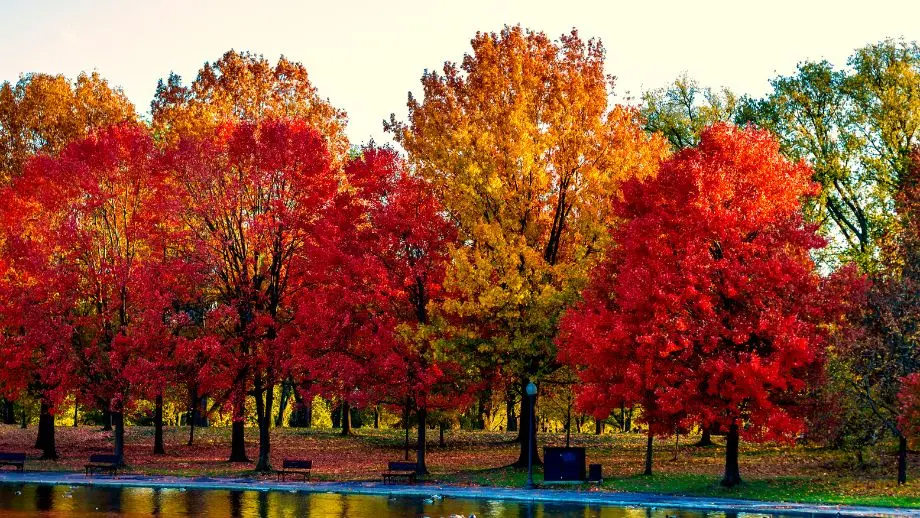 Trees by lake