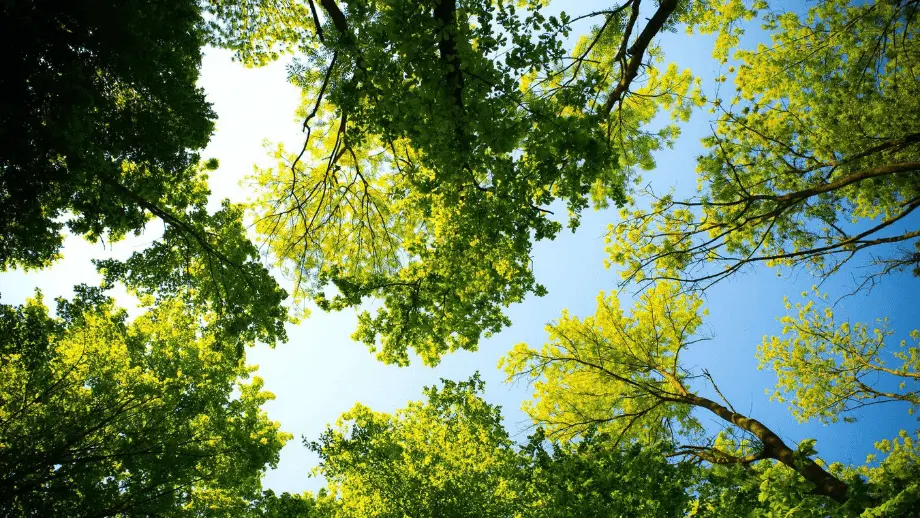 Tree canopy