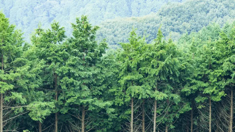 Trees in forest