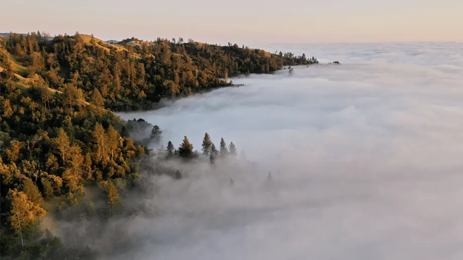 Trees in clouds