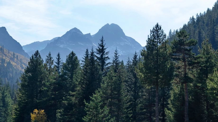 Trees in forest