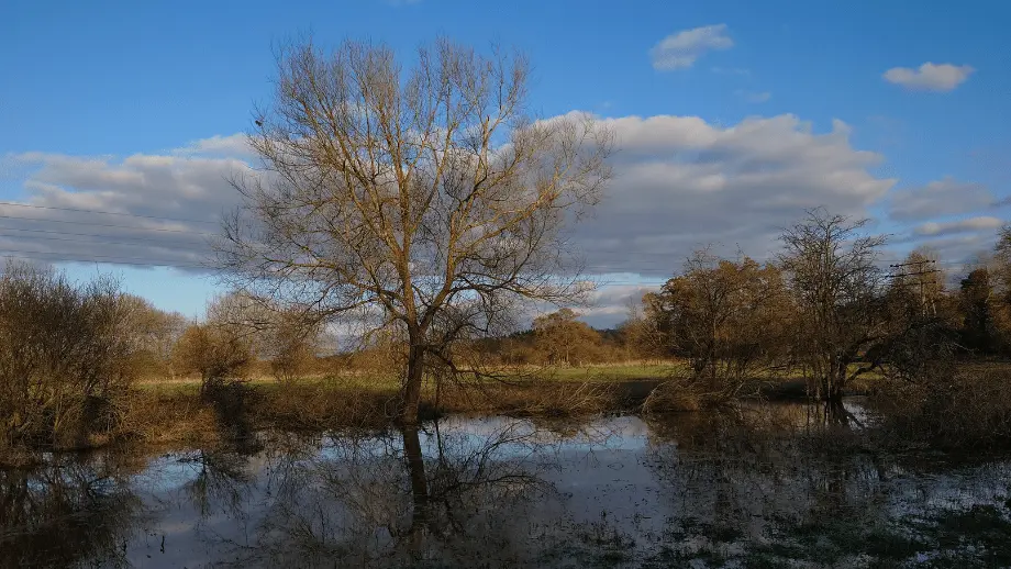 Trees & lake