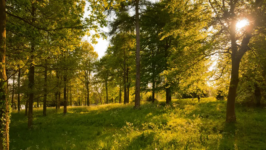 Woodland trees